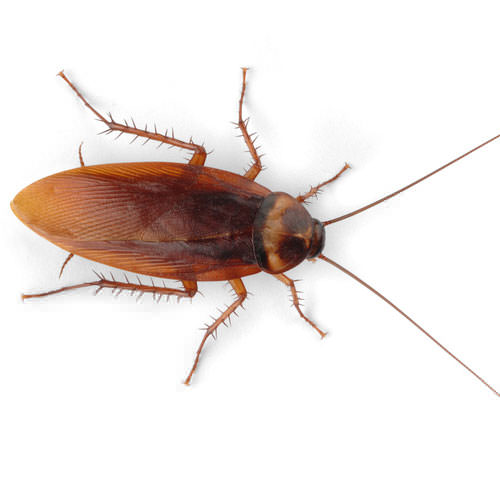 American Cockroach