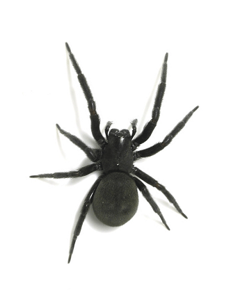 Black House Spider